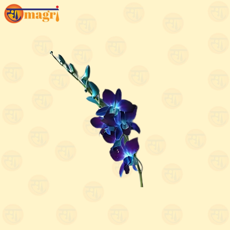 Dendobrium Sonia Blue