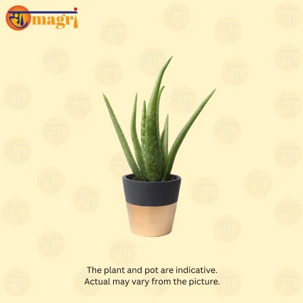 Aloevera Plant