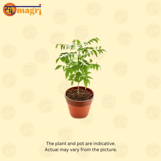 Curry Leaves Plant