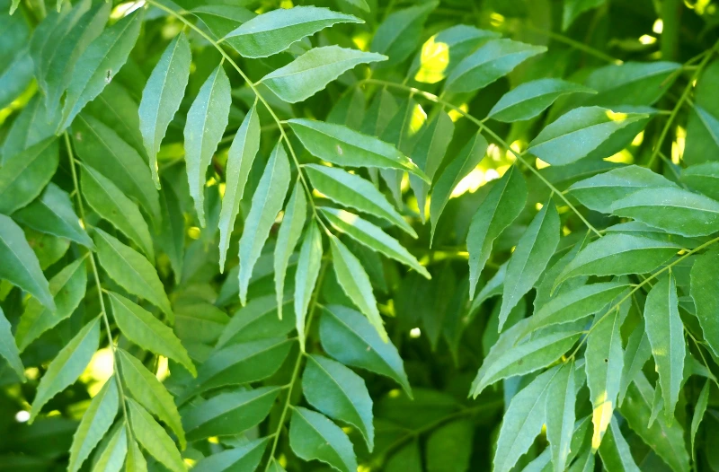 curry leaves