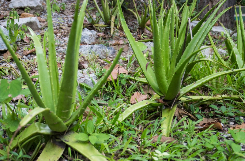 Aloevera Plants