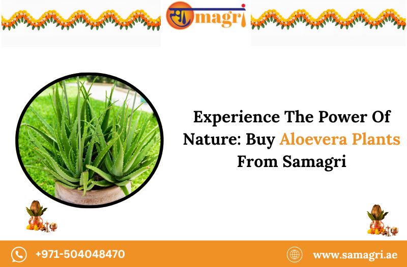 Aloevera Plants